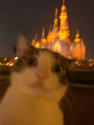 BeelKitty