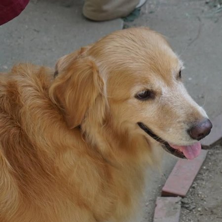 Love Letter to the Dog (2024)