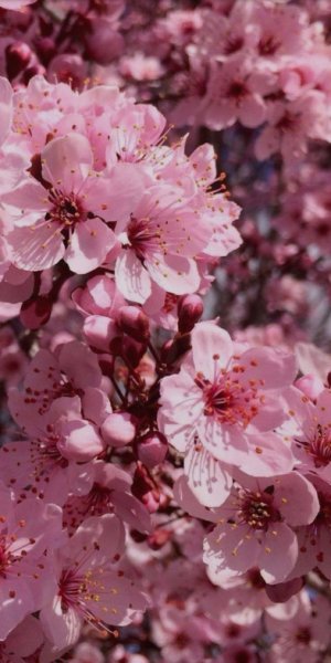 cherry blossom 