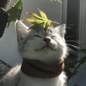 vvxxaarr