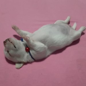 JIJA KA