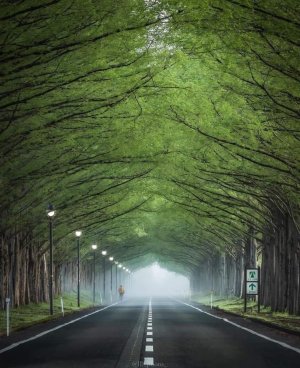 formyforest