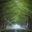 formyforest