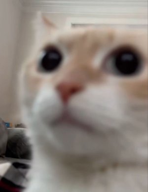 crazycatsdowntown