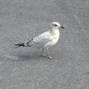 just a person with the n