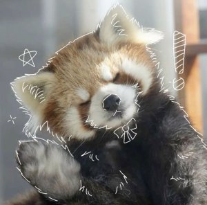 TinyRedPanda