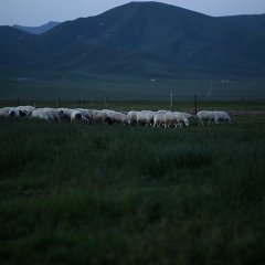 The Fascinating Dream in the Grassland Chinese Movie photo