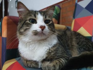 Gustavo 