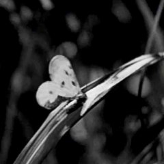 Varan Japanese Movie photo