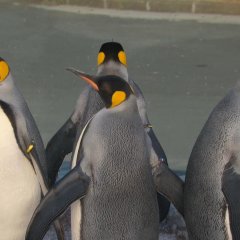 The Chef of South Polar (2009) photo