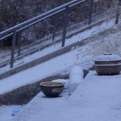 Cat's Apartment Korean Movie photo