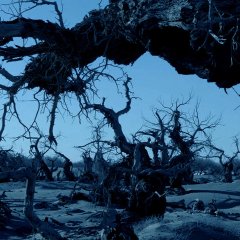 The Heart Of Desert Chinese Movie photo