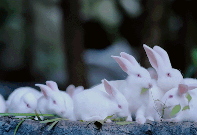 rabbits eating leafs 