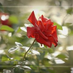 Longing for Spring Korean Drama photo