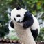 Hanhanpanda