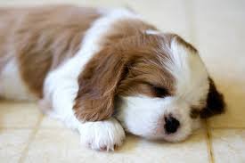 sleepypuppy