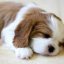 sleepypuppy