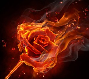 FireRose