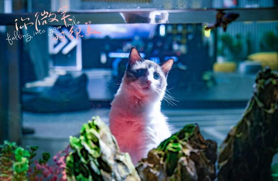 Cat looking at fish in an aquarium
