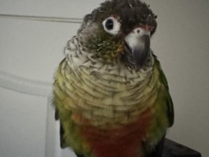 LooksAtBirds