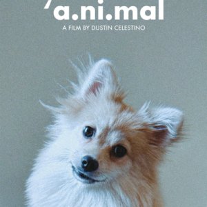 'a.ni.mal ()