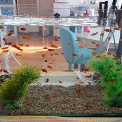 Seishun Gestalt Hokai Japanese Movie photo