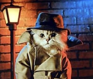 cats are government spie