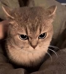 viviiiii_ii