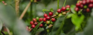 OrigamiCoffee
