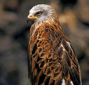 Hawk