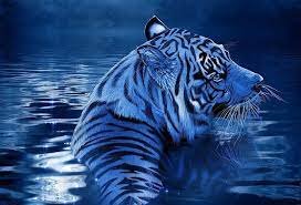 Blue water tigress