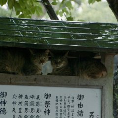 The Cats of Gokogu Shrine Japanese Movie photo