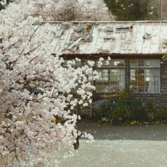 Assassination Classroom: Graduation Japanese Movie photo