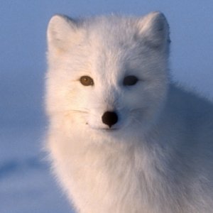 Arctic fox