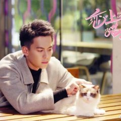 Falling In Love With Cats 2020 Mydramalist