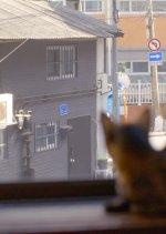 Save the Cat Korean Movie photo