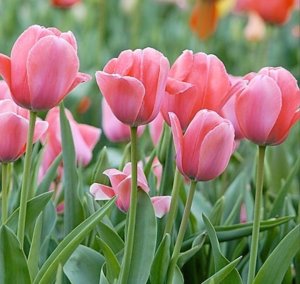 tulips120