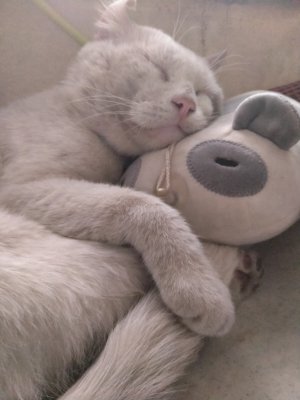 SnowCat