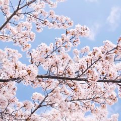 Hello? Spring Is Coming Korean Movie photo