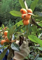 Ashes To Honey Japanese Movie photo