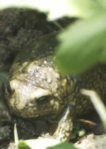 A Toad to Knock on Your Consciousness Korean Movie photo