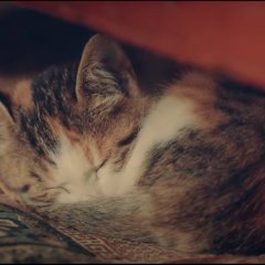 Red Flowers and Green Leaves Chinese Movie photo