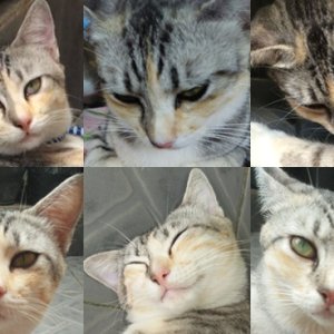 Kamisama no Boto  (2013)