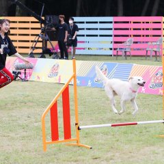 2020 Idol Woof Woof Athletics Championships Chuseok Special Korean TV Program photo