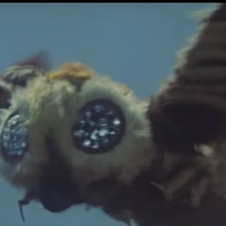 Mothra vs. Godzilla (1964)