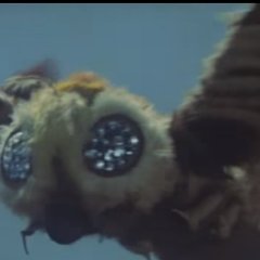 Mothra vs. Godzilla Japanese Movie photo