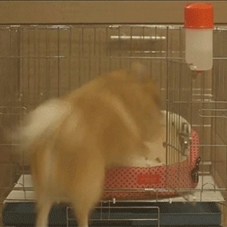 Kamisama no Boto  (2013)