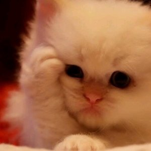 MyDramaList profile picture for @bernie