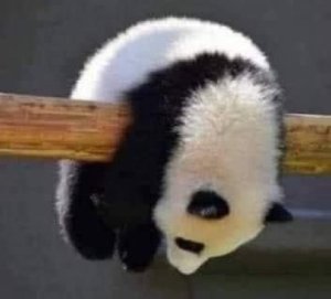 PandaDrama9
