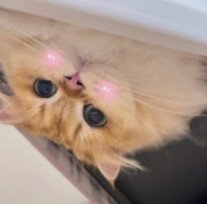 patsydorameira